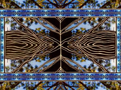 Tree Climbing Blues Tree Climbing Blues
